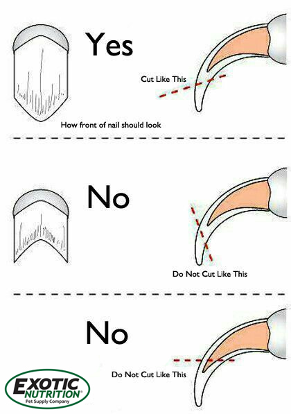 How To Cut Sugar Glider Nails - KibrisPDR