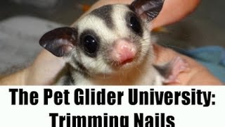 Detail How To Cut Sugar Glider Nails Nomer 9