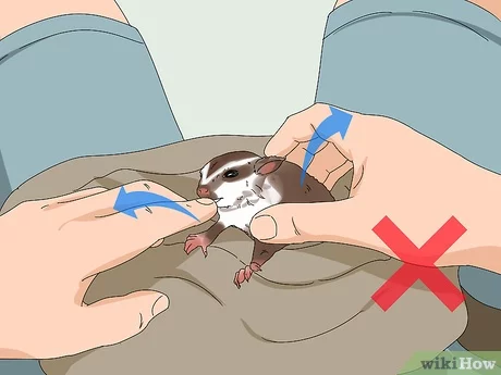 Detail How To Cut Sugar Glider Nails Nomer 12