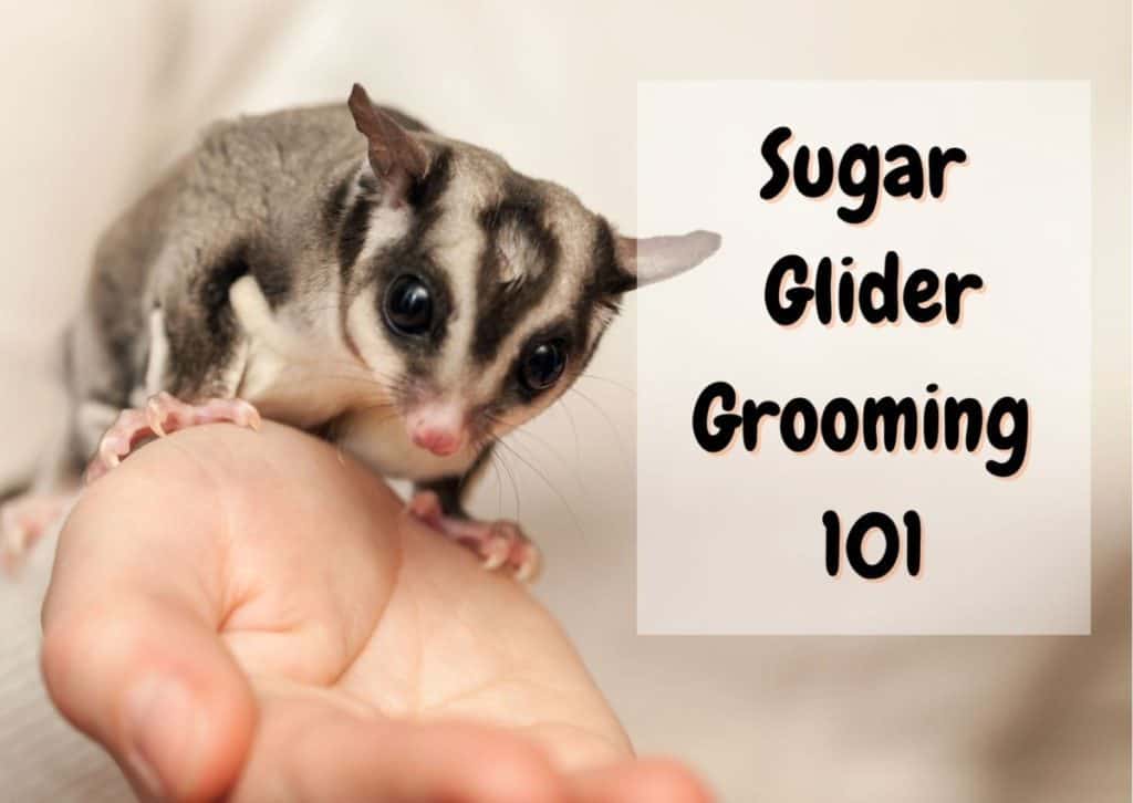 Detail How To Cut Sugar Glider Nails Nomer 15