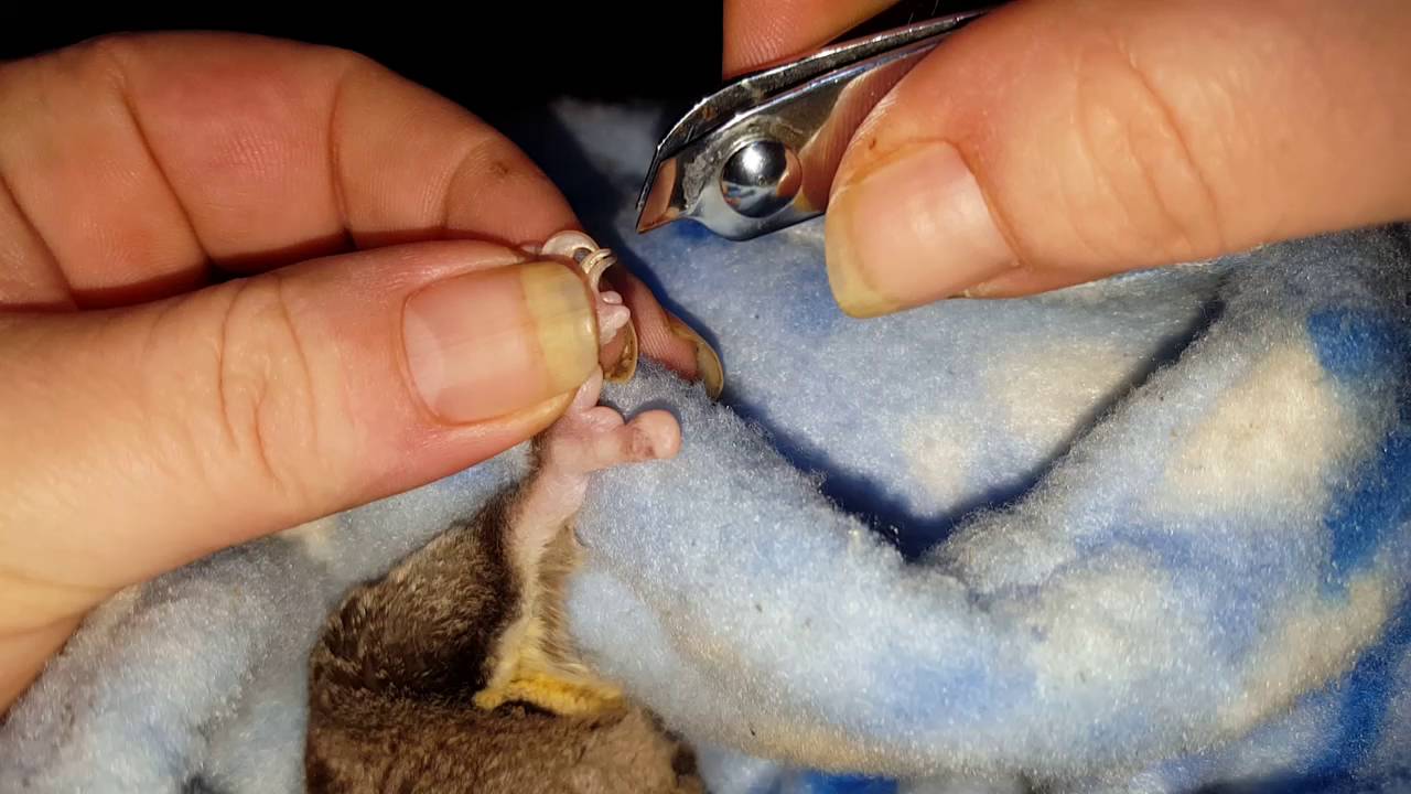 Detail How To Cut Sugar Glider Nails Nomer 16