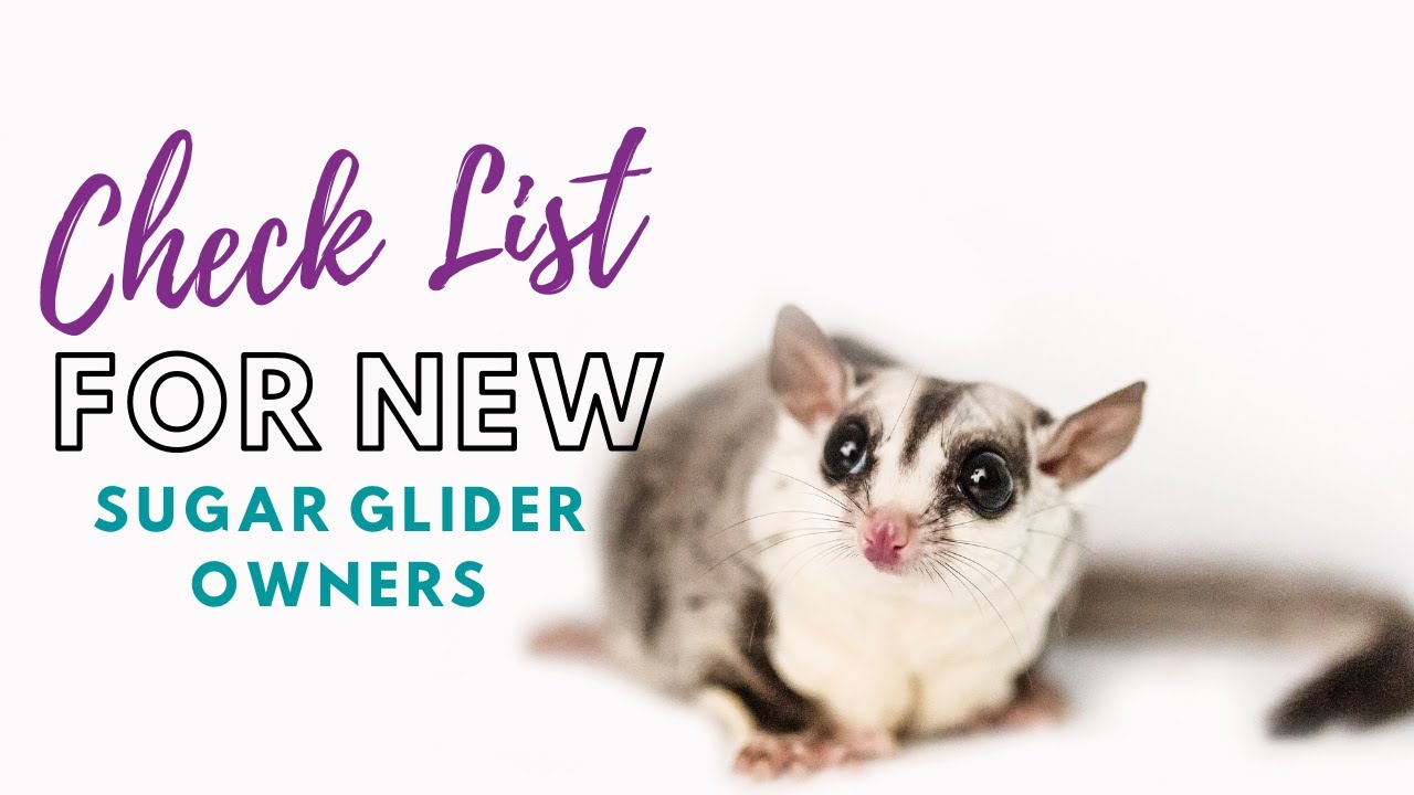 Detail How To Cut Sugar Glider Nails Nomer 17