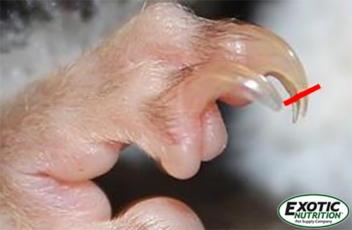 Detail How To Cut Sugar Glider Nails Nomer 3