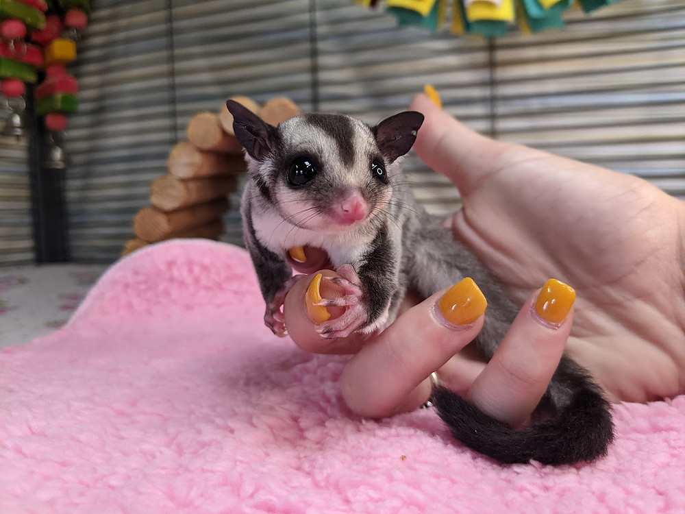 Detail How To Cut Sugar Glider Nails Nomer 21