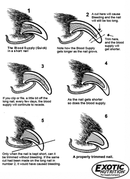 Detail How To Cut Sugar Glider Nails Nomer 4