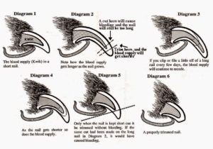 Download How To Cut Sugar Glider Nails Nomer 27