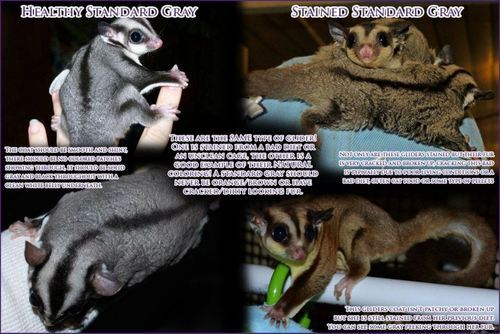 Detail How To Cut Sugar Glider Nails Nomer 31