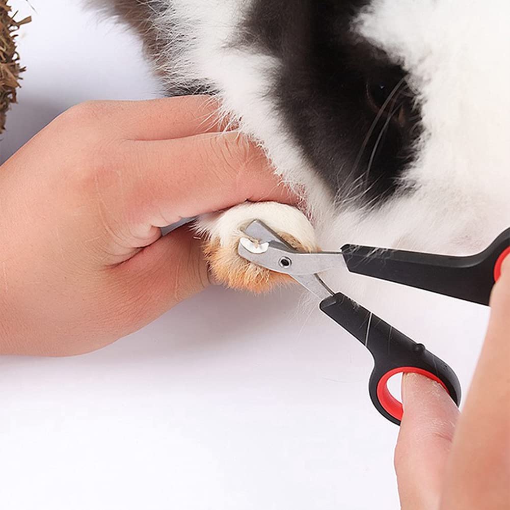 Detail How To Cut Sugar Glider Nails Nomer 32