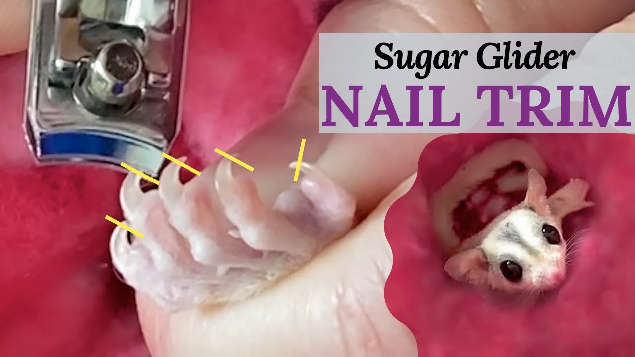 Detail How To Cut Sugar Glider Nails Nomer 5