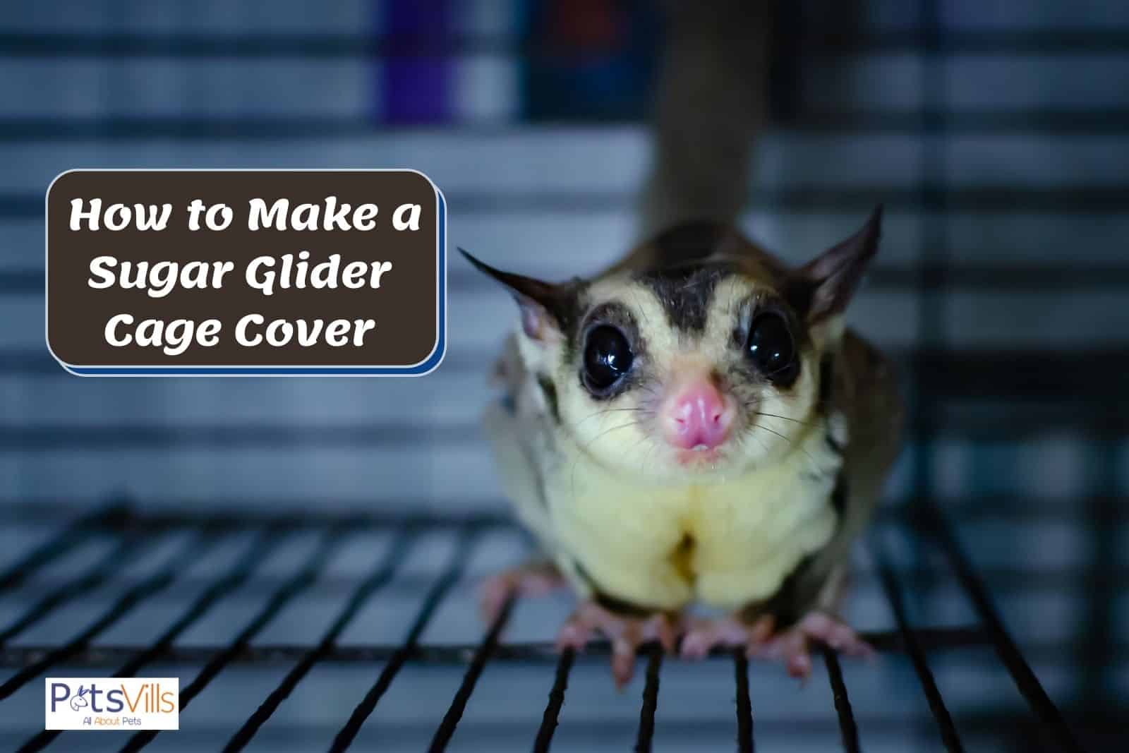 Download How To Cut Sugar Glider Nails Nomer 33