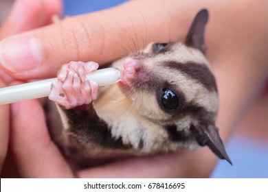 Detail How To Cut Sugar Glider Nails Nomer 37