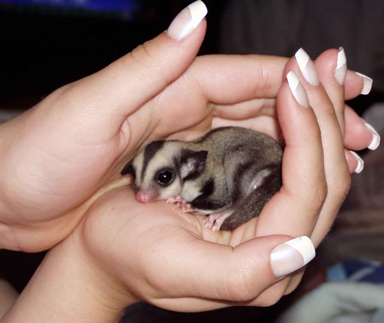 Detail How To Cut Sugar Glider Nails Nomer 39