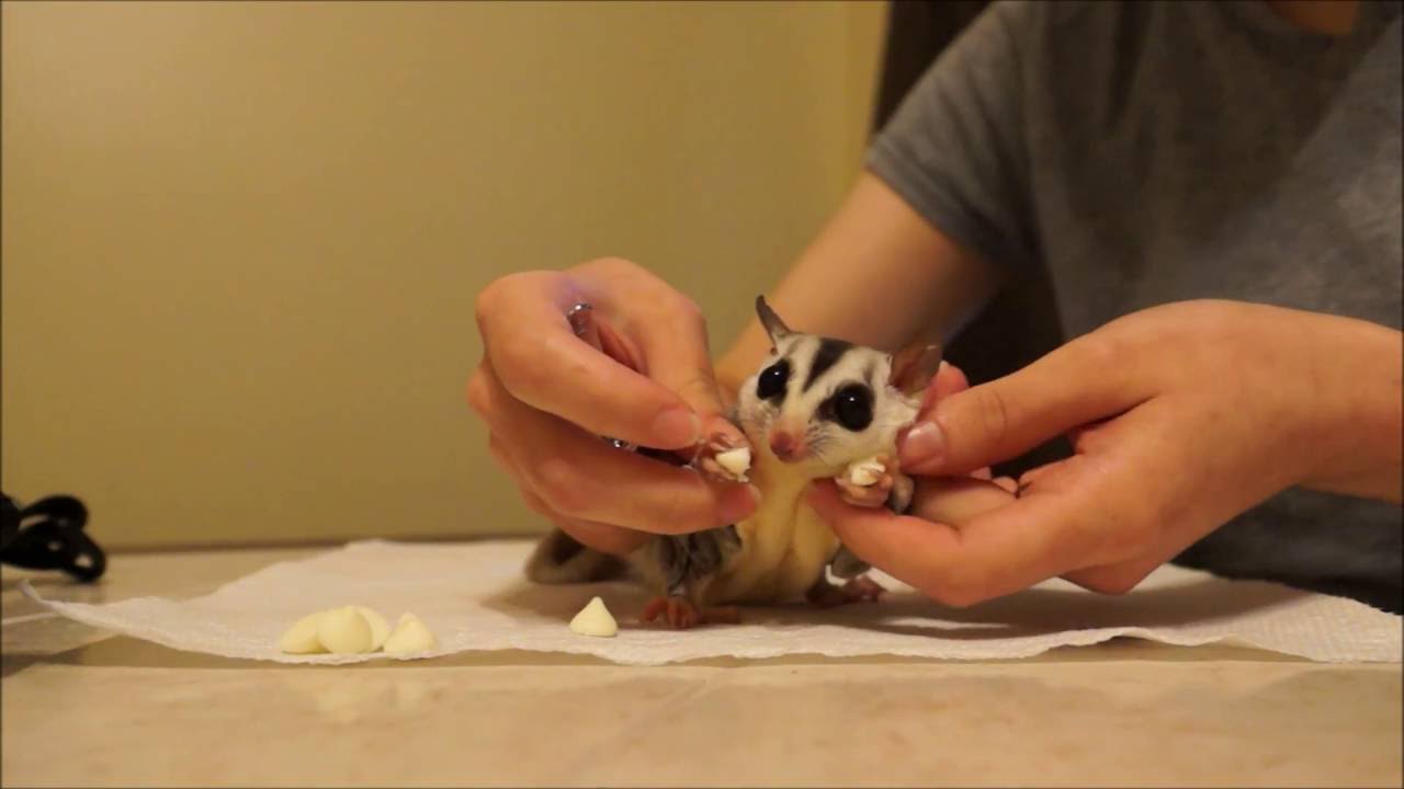 Detail How To Cut Sugar Glider Nails Nomer 6