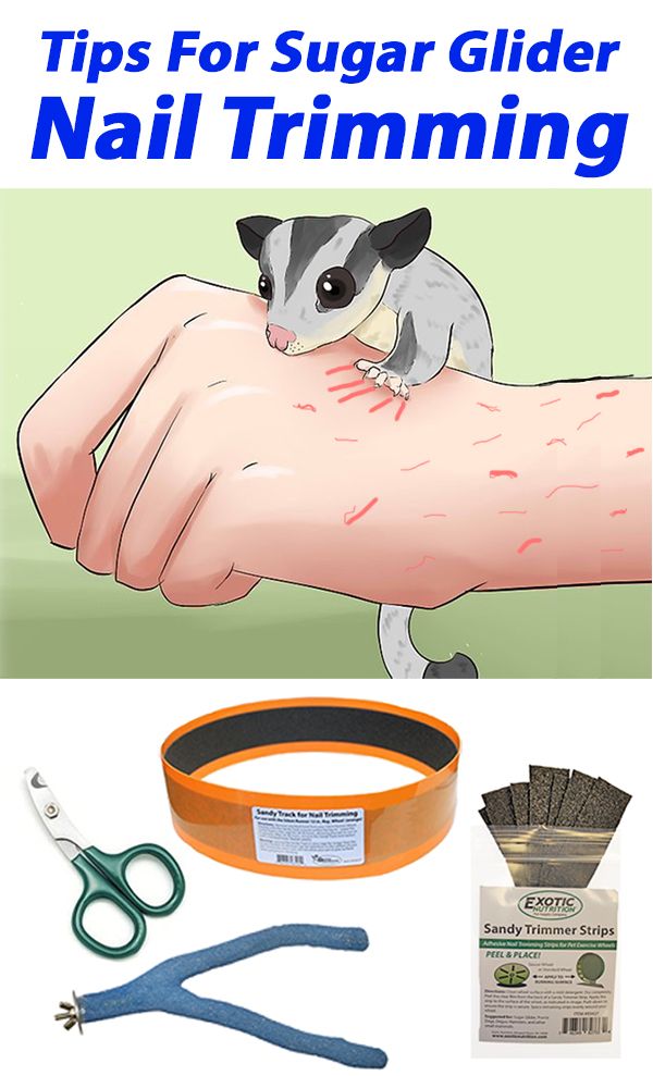 Detail How To Cut Sugar Glider Nails Nomer 7