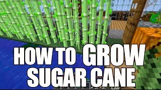 How To Get Sugar Cane Seeds In Minecraft - KibrisPDR