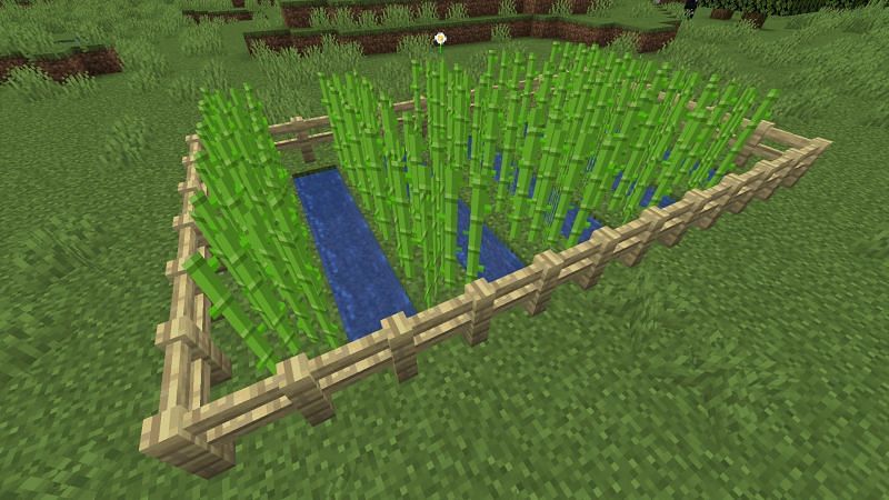 Detail How To Get Sugar Cane Seeds In Minecraft Nomer 2