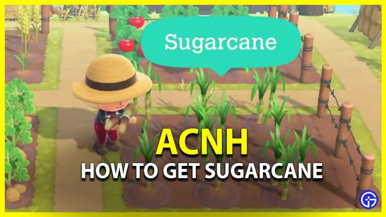 Detail How To Get Sugar Cane Seeds In Minecraft Nomer 42