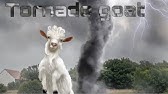 Detail How To Get The Tornado Goat On Goat Simulator Nomer 41