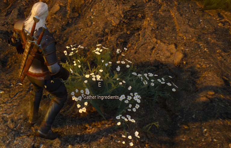 Detail How To Get White Gull Witcher 3 Nomer 32