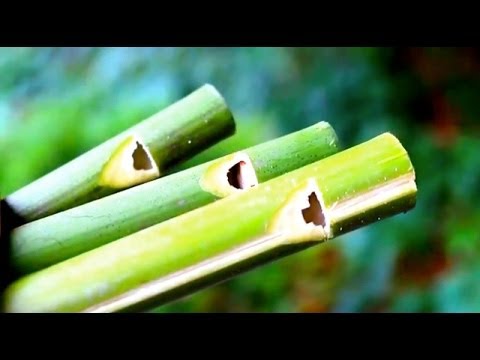 Detail How To Make A Bamboo Flute Youtube Nomer 5