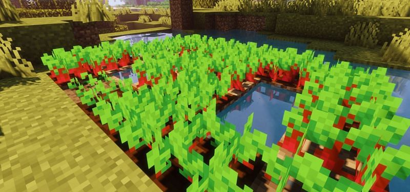 Detail How To Make Beet Soup In Minecraft Nomer 45