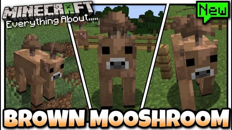 Detail How To Make Mushroom Cow In Minecraft Nomer 29