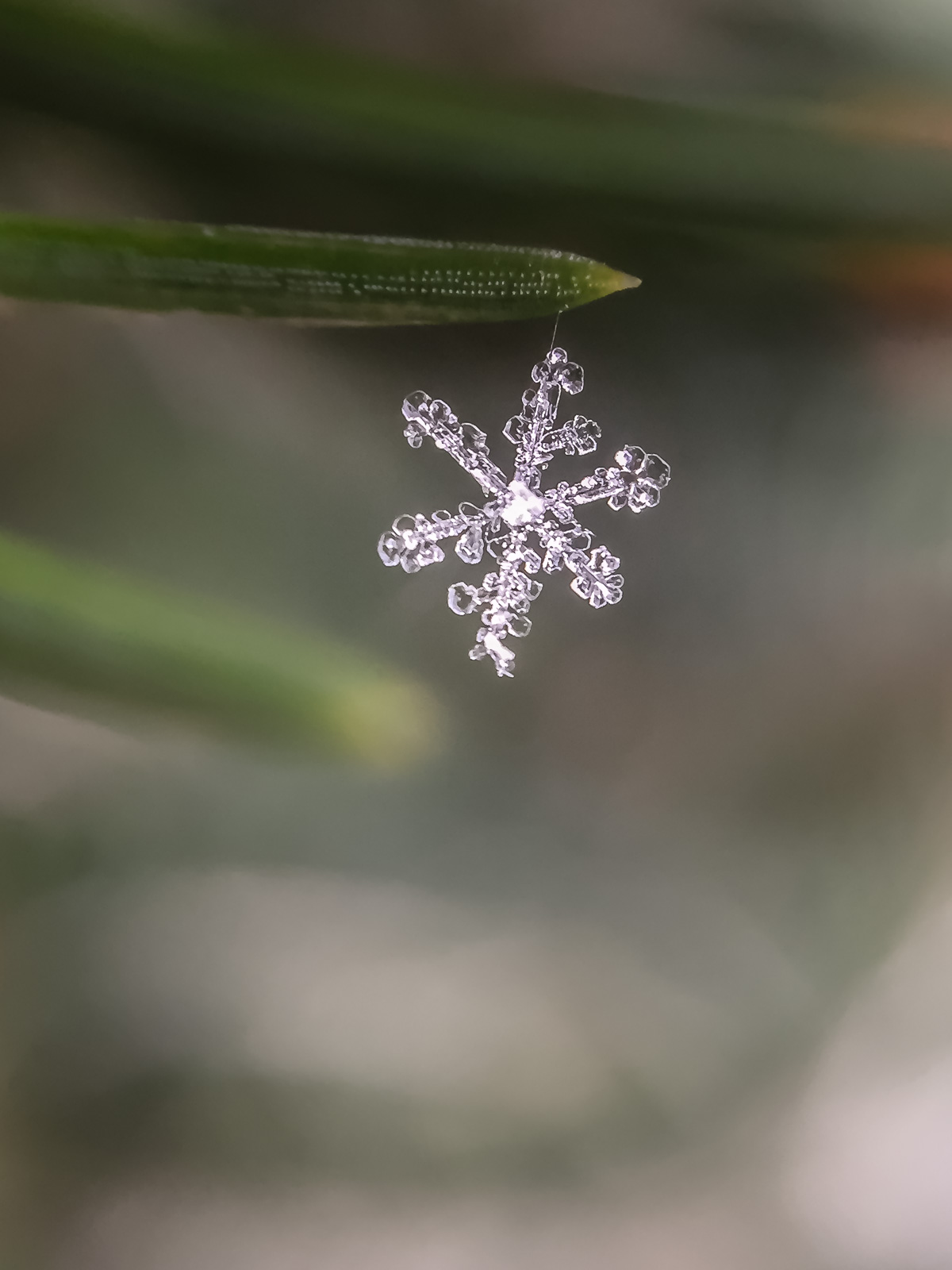 Detail How To Take Pictures Of Snowflakes With Iphone Nomer 6