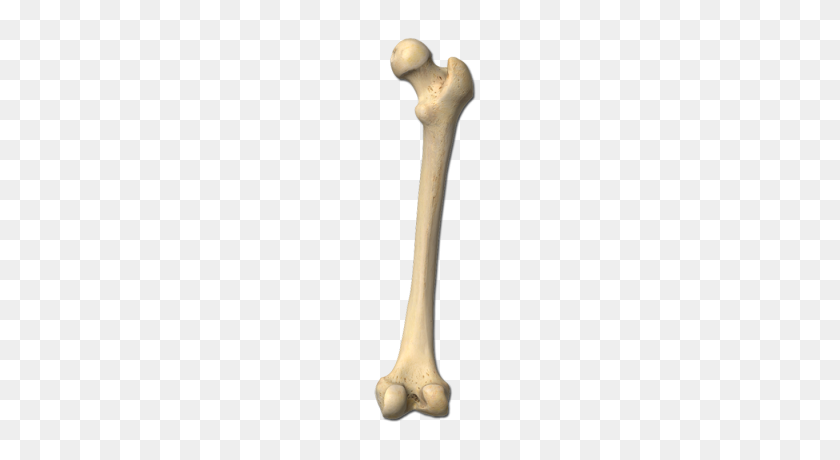 Detail Human Bones Png Nomer 17