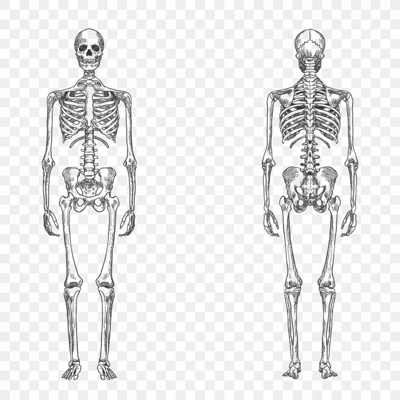 Detail Human Bones Png Nomer 31