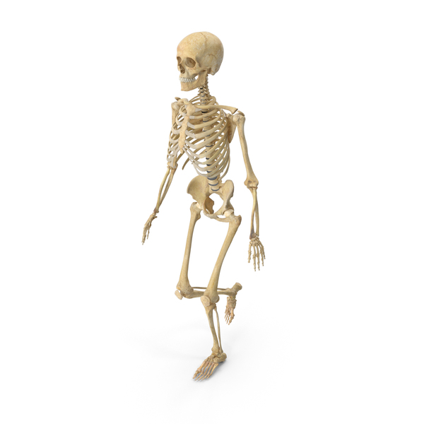 Detail Human Bones Png Nomer 35