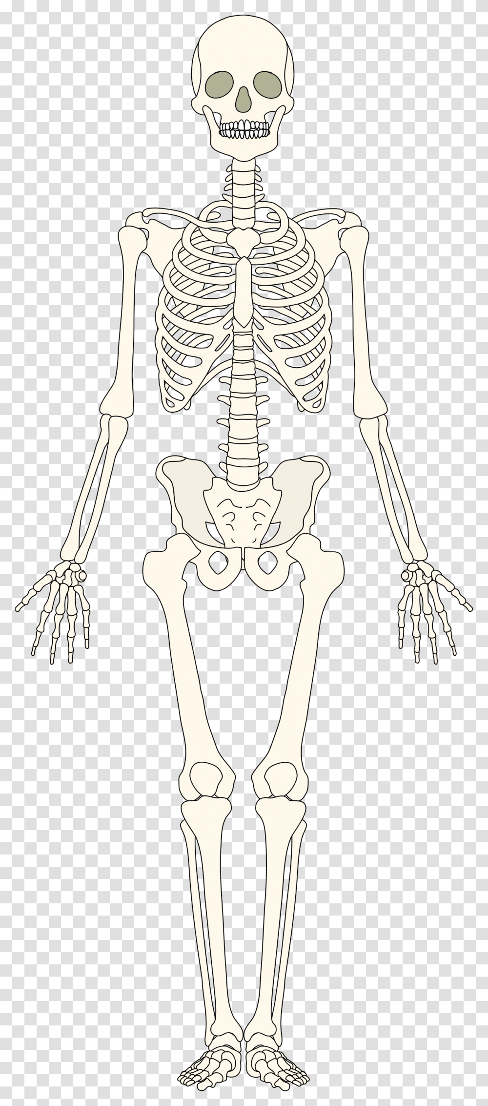 Detail Human Bones Png Nomer 36