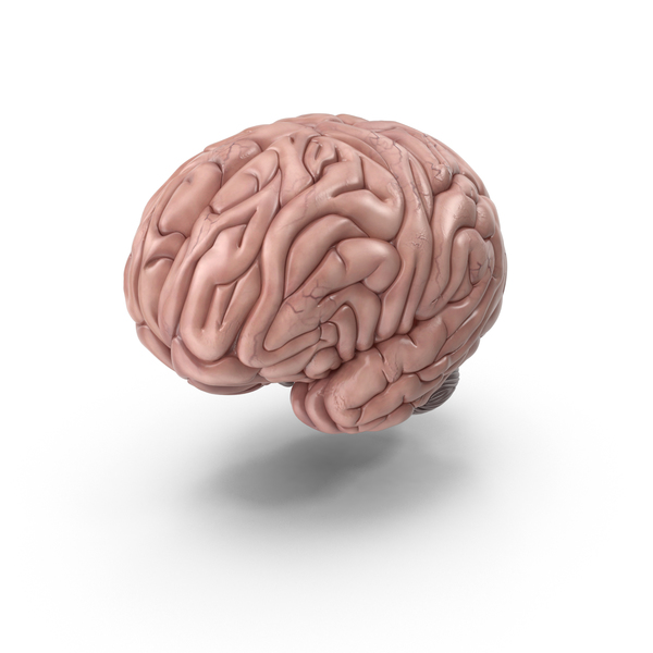 Detail Human Brain Png Nomer 2