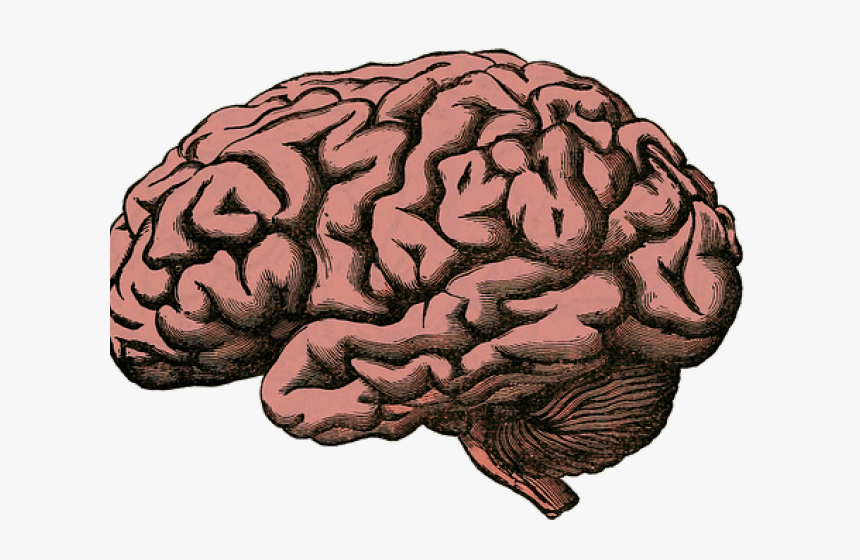 Detail Human Brain Png Nomer 19