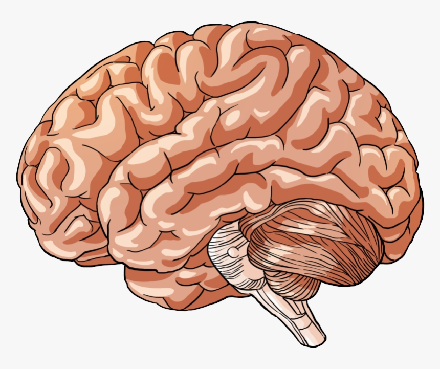 Detail Human Brain Png Nomer 28