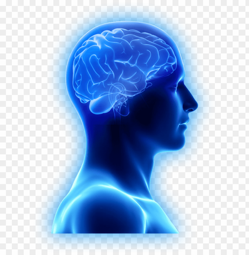 Detail Human Brain Png Nomer 29