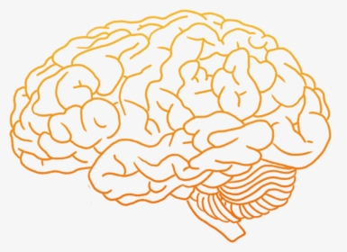 Detail Human Brain Png Nomer 37