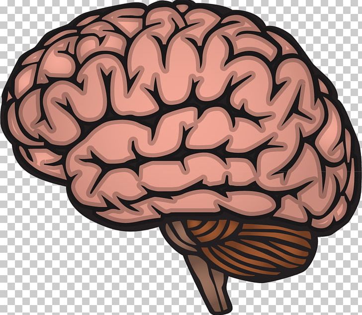 Detail Human Brain Png Nomer 41