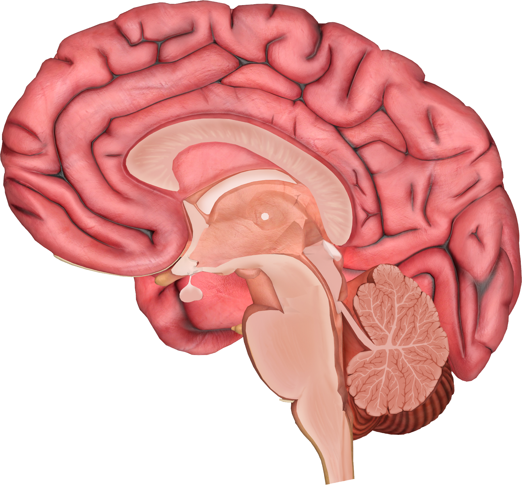 Detail Human Brain Png Nomer 42