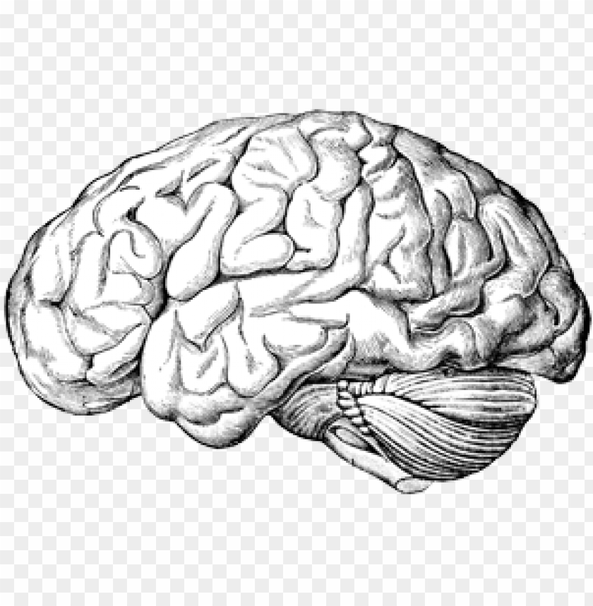 Detail Human Brain Png Nomer 43