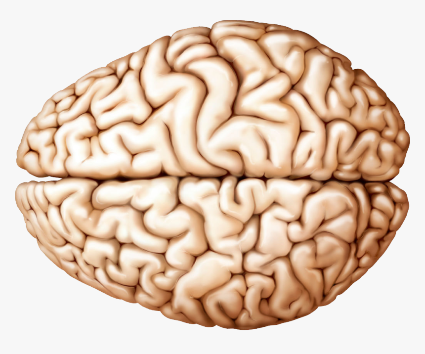 Detail Human Brain Png Nomer 6