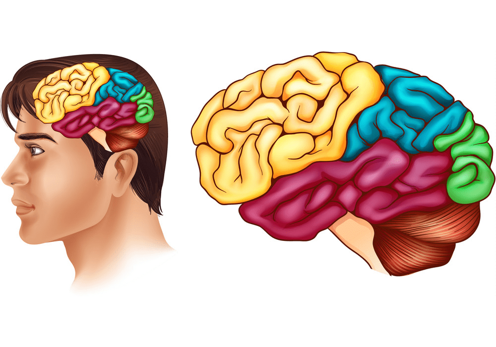 Detail Human Brain Png Nomer 7