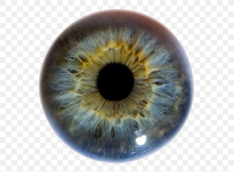 Detail Human Eye Png Nomer 26