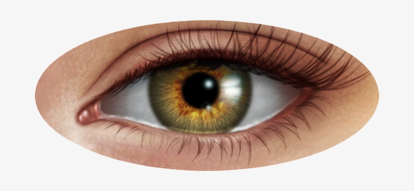 Detail Human Eye Png Nomer 5