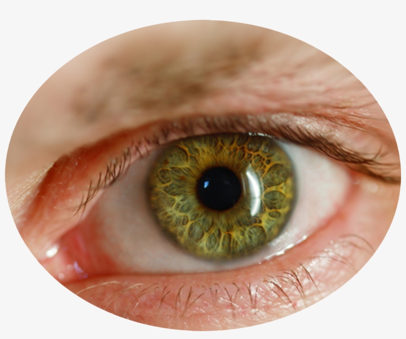 Detail Human Eye Png Nomer 6