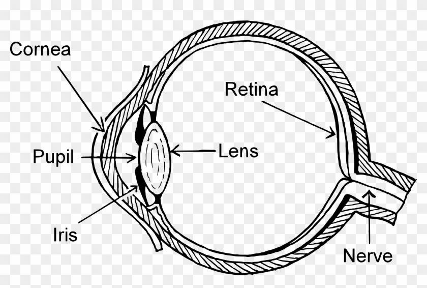 Detail Human Eye Transparent Background Nomer 31