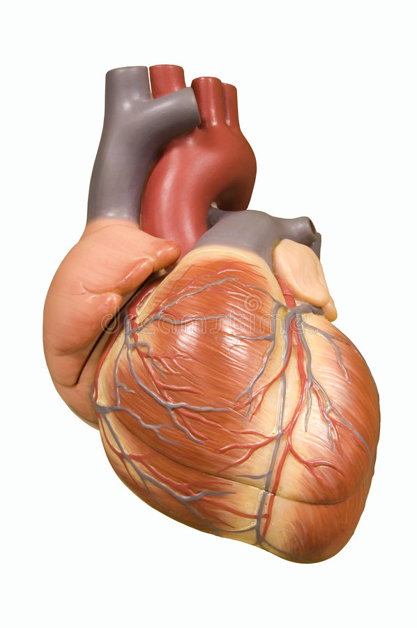 Human Heart Images Free Download - KibrisPDR