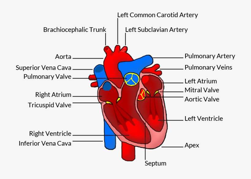 Detail Human Heart Images Free Download Nomer 10