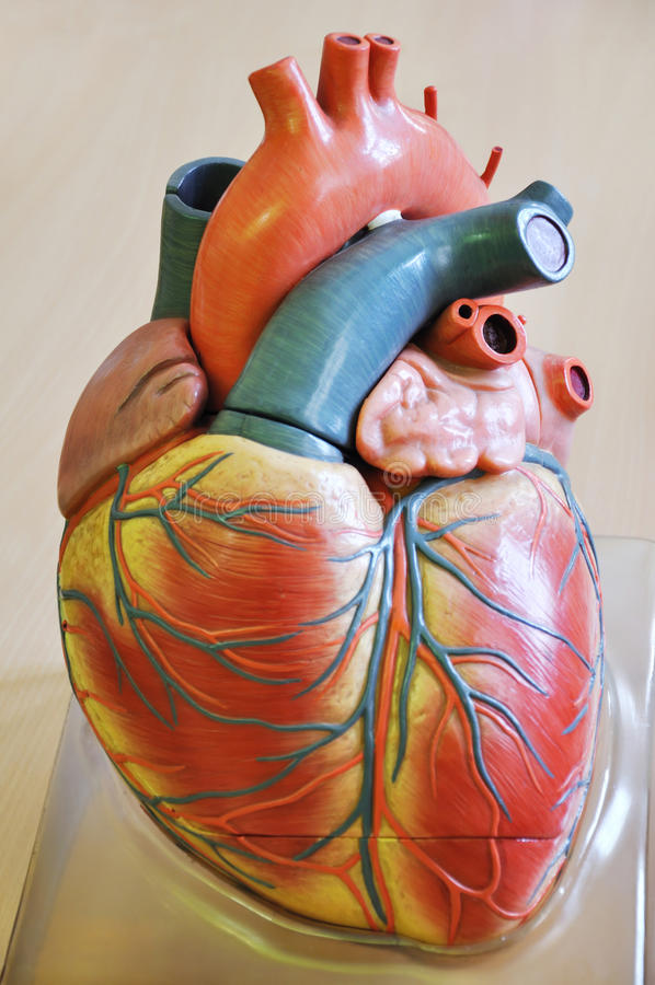 Detail Human Heart Images Free Download Nomer 11