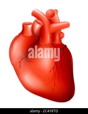 Detail Human Heart Images Free Download Nomer 12