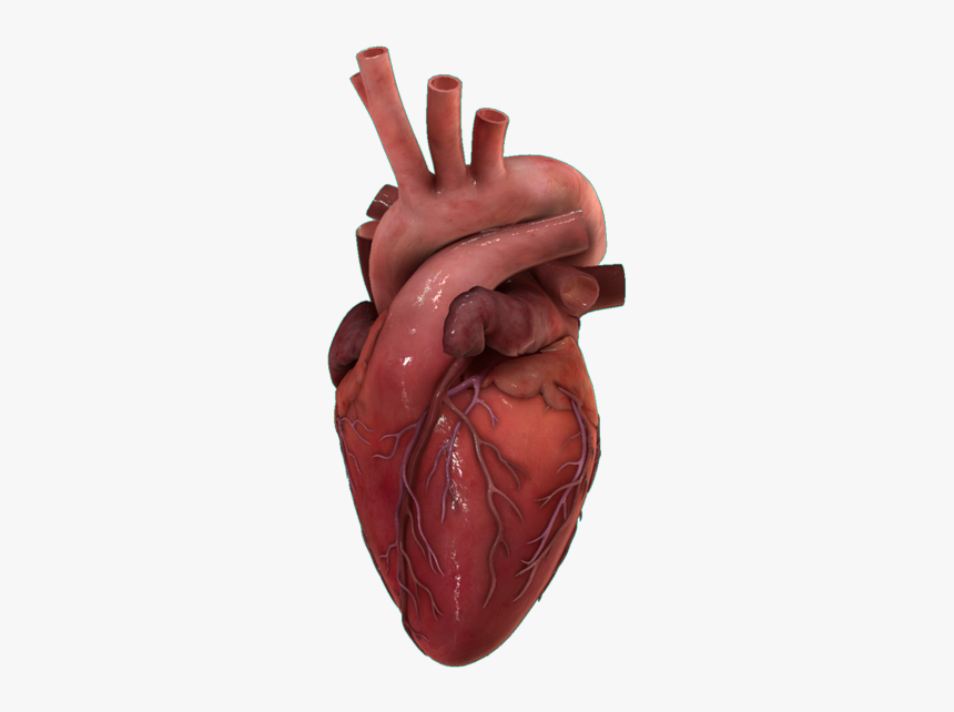 Detail Human Heart Images Free Download Nomer 13